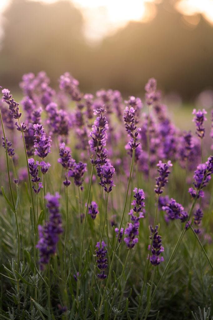 Benefits of Lavender Oil for Sunburn Relief
