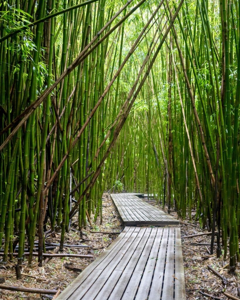 Bamboo Forest  Maui | Best Activities For a Good Time on Maui